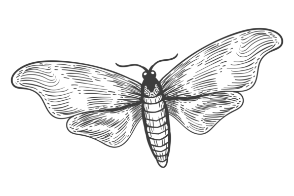 Hand Drawn Beau: Decorative Moth Drawing Guide