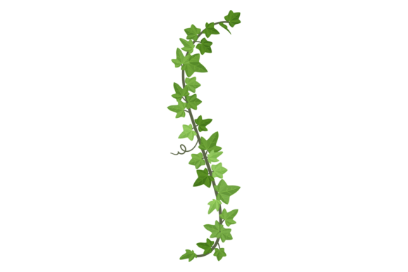 Transform Spaces with Decorative Green Creeper Hanging Plants
